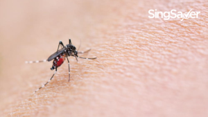 Dengue Alert: 3 Affordable Insurance Plans To Get Yourself Protected