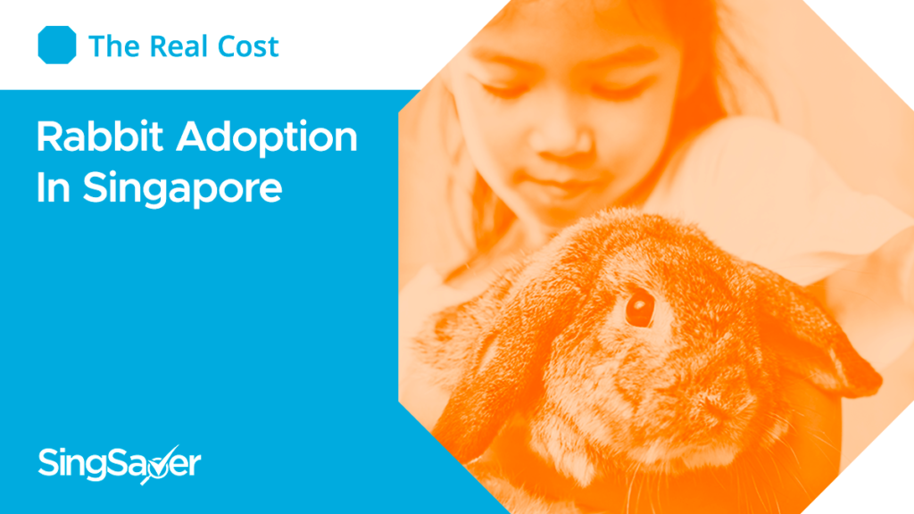 Rabbit Adoption Singapore Guide 2021 (Cost, How-Tos, Where to Get)