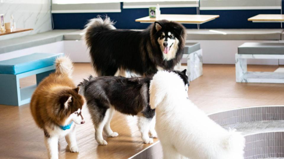 The 15 Best Dog, Cat And Pet-Friendly Cafes In Singapore All Animal Lovers Must Visit (2022)